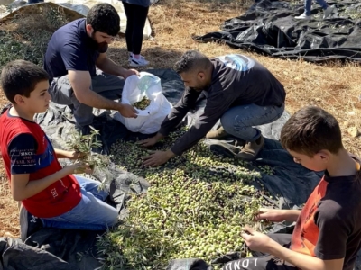 En Cisjordanie, le temps attendu des olives